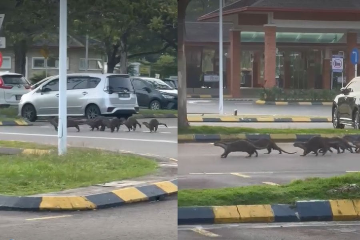 Chúng cắn vào đầu, tay và chân của chị, gây ra nhiều vết thương nghiêm trọng. May mắn là chị đã nhận được sự giúp đỡ từ những người chạy bộ khác và được đưa đến Bệnh viện Queen Elizabeth để điều trị. Các bác sĩ đã tiêm thuốc kháng khuẩn và vắc xin bệnh dại cho chị. Sau sự việc, người dân ở bang Sabah đã được cảnh báo tránh xa rái cá để đảm bảo an toàn.(Ảnh: Gia đình và xã hội)