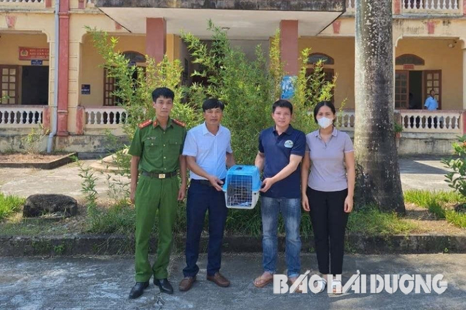 Ngày 8/10, UBND xã Cao Thắng, Thanh Miện, Hải Dương đã phối hợp với Trung tâm Cứu hộ, bảo tồn và phát triển sinh vật của Vườn Quốc gia Cúc Phương để tiếp nhận và bảo vệ cá thể cu li quý hiếm này. (Ảnh: Báo Hải Dương)