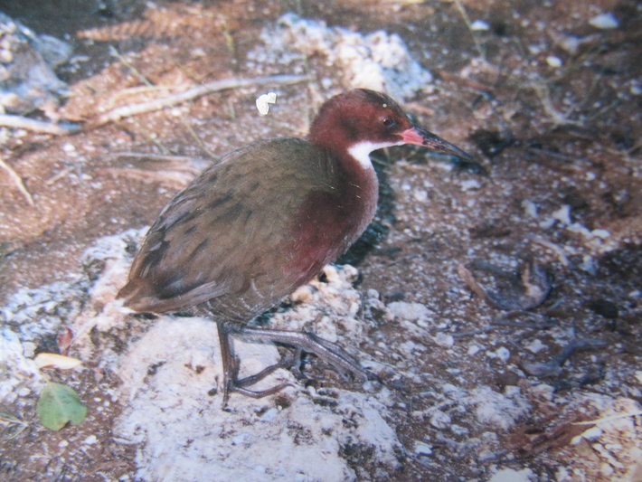 Một trong số đó là loài gà nước cổ trắng Aldabra (Dryolimnas cuvieri aldabranus), một loài chim không biết bay duy nhất còn sống ở Ấn Độ Dương.(Ảnh: iNaturalist)