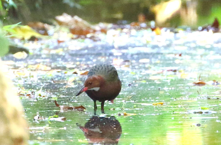 Gà nước cổ trắng Aldabra có kích thước tương đương với một con gà, với lưng màu xám lốm đốm, đầu và ngực màu đỏ, và cổ họng màu trắng. (Ảnh: EcoRegistros)