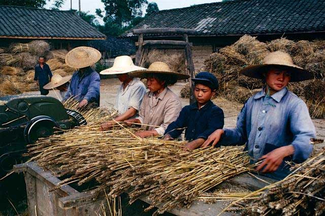 Các nông dân ở Thành Đô. Ảnh Sina
