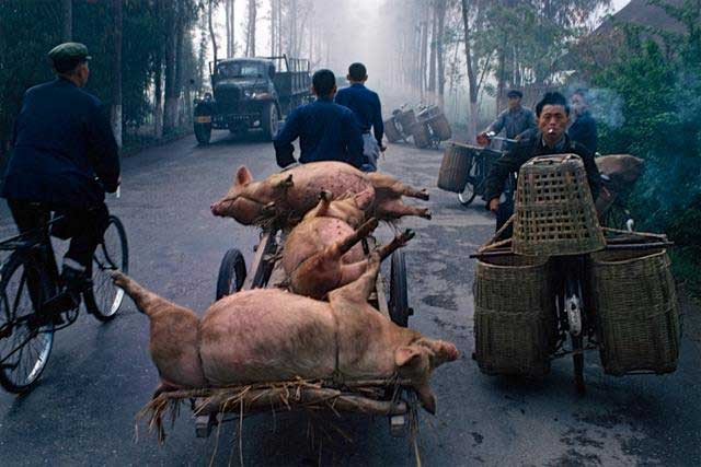 Một người nuôi lợn xuất lợn để đem đi bán. Nhìn hình ảnh này ở nước đông dân Trung Quốc gợi nhớ cho chúng ta về một thời kỳ tương đồng ở Việt Nam. Ảnh Sina