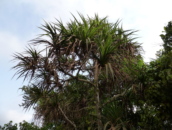 Loài cây Pandan, hay còn gọi là cây dứa gai (tên khoa học: Pandanus), là một trong những loài cây đặc biệt và quý giá của thiên nhiên. Cây này xuất hiện nhiều ở các khu vực nhiệt đới và một số đảo trên Đại Tây Dương, Ấn Độ Dương, và Thái Bình Dương.