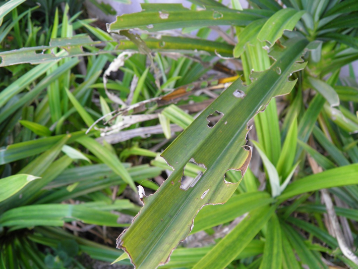 Loài cây Pandan là một minh chứng cho sự kỳ diệu của thiên nhiên. Với những đặc điểm độc đáo và lợi ích đa dạng, cây Pandan không chỉ là một phần quan trọng của hệ sinh thái mà còn là một nguồn tài nguyên quý giá cho con người.