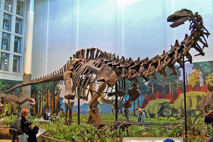 Sauropoda được biết đến với cổ dài, đuôi dài và bốn chân to khỏe. Chúng là những loài ăn cỏ, sống chủ yếu trong các khu rừng và đồng cỏ rộng lớn.