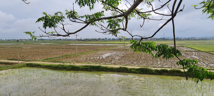 Lò gạch cũ nằm giữa cánh đồng, cách TP. Hội An khoảng 5 km.