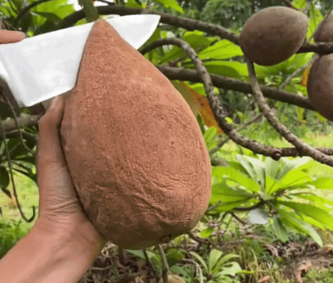 Mới đây, tài khoản TikTok đã khiến cư dân mạng phải xôn xao khi đăng tải những hình ảnh về quả hồng xiêm khổng lồ khiến ai nhìn cũng cảm thấy tò mò.