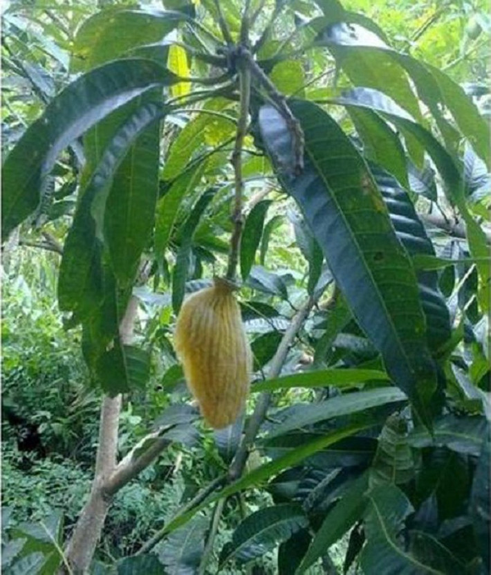 Tên trộm nhân văn nhất vịnh Bắc Bộ, ăn xong còn chừa lại hạt cho chủ. Ảnh: Tổng hợp