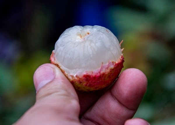 Khi ăn vải, ai cũng mong tìm được những quả có hạt thật nhỏ bởi đó thường là những quả vải ngon hơn, nhiều ruột và quan trọng là cảm giác thích thú khi không phải nhằn hạt.