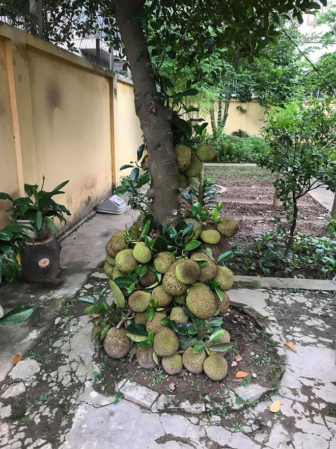 Trước đó trên MXH đã xuất hiện không ít những cây mít sai quả, mọc lúc lỉu nhìn vô cùng thích mắt.