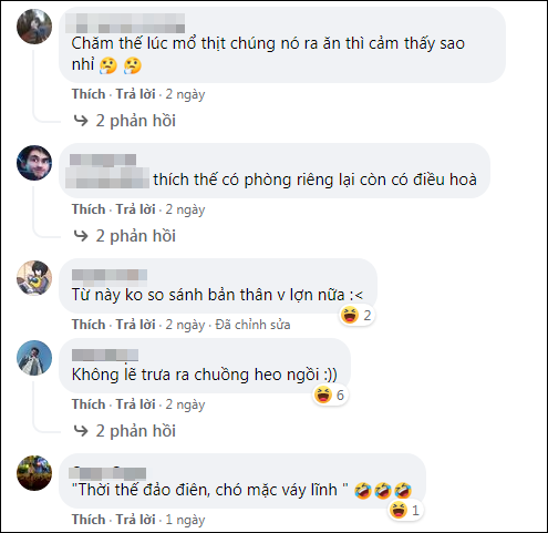 Ngay sau khi được chia sẻ, hình ảnh này lập tức trở thành chủ đề bàn tán xôn xao trên mạng xã hội. Phần lớn đều ghen tị với những chú lợn khi được chủ chiều chuộng hết mực. Ảnh: Chụp màn hình