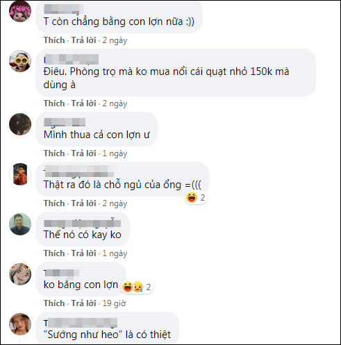 Rất nhiều cư dân mạng đều có chung một nhận định: "Mình còn chẳng bằng con lợn". Thậm chí có người còn rủ nhau ra chuồng lợn này để... ngủ cho đỡ nóng. Ảnh: Chụp màn hình