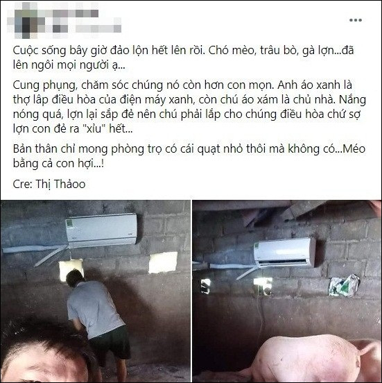 Trong một hình ảnh chia sẻ trên mạng xã hội, cư dân mạng không khỏi bất ngờ với chuồng lợn có cả điều hòa chống nóng. Hình ảnh này nhanh chóng trở thành tâm điểm bàn luận của netizen. Ảnh: Chụp màn hình
