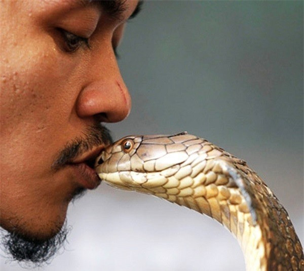 Để làm cho những con rắn hổ mang hung dữ nghe lời, người Vadi sử dụng kỹ thuật thôi miên bằng những tiếng kèn. Khi bị thôi miên, rắn hổ mang sẽ dựng đứng, phồng má, lắc lư theo nhạc điệu của “nghệ sĩ”.