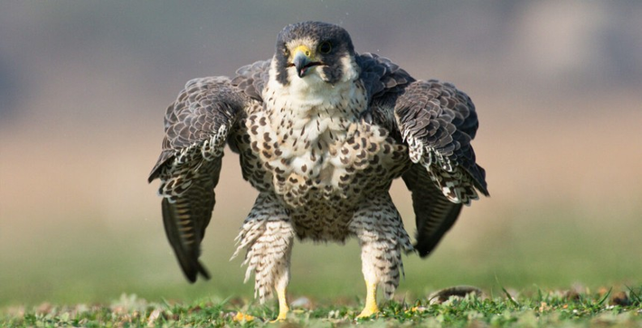 Chim ưng Peregrine có đôi cánh màu xanh lam và xám, những thanh màu đen trên lưng và phần dưới nhợt nhạt. Chúng có khuôn mặt trắng với một sọc đen trên mỗi má và đôi mắt to, đen.