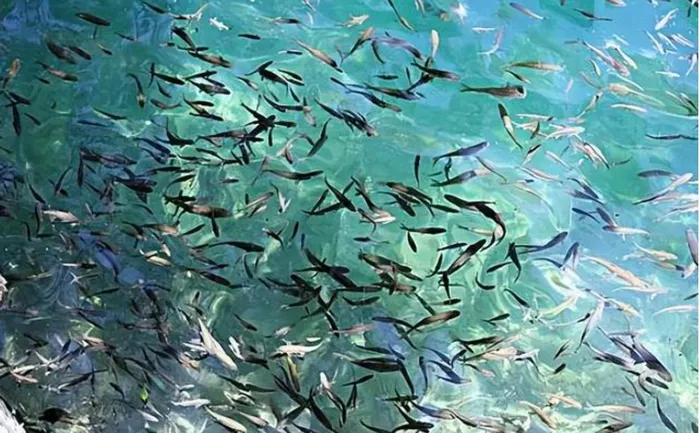 Cá vây tia Scaphesthes macrolepis sống trong các hang động karst và suối núi cao từ tháng 10 đến tháng 4 năm sau.
