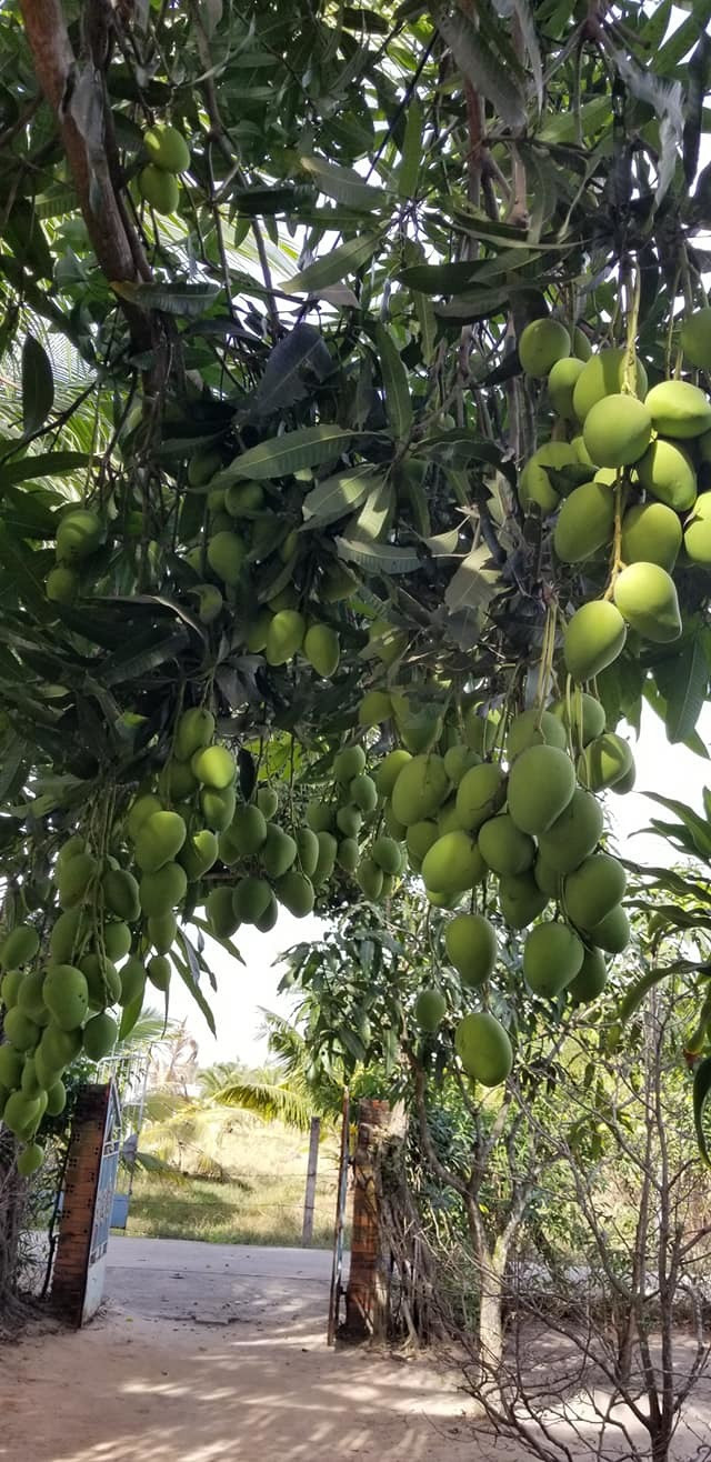 Các tán lá cành lá cũng không quá xum xuê nhưng lại vô cùng sai quả đến nỗi làm nặng trĩu cả cành cây.