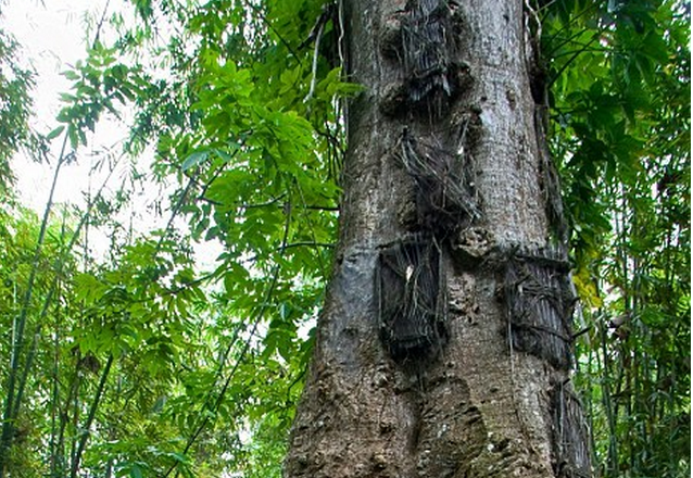 Bộ tộc Toraja ở phía nam đảo Sulawesi thuộc Indonesia lưu giữ tập tục chôn cất những em bé qua đời khi chưa mọc răng trong thân cây.