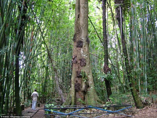 Với những trẻ em chết trước khi răng mọc, người Toraja khoét thân cây rồi đặt tử thi vào đó. Họ dùng lá cọ để kết thành tấm chắn bên ngoài hốc cây. Theo thời gian, cây tiếp tục sinh trưởng và các hốc biến mất. Mỗi cây có thể trở thành nơi yên nghỉ của hàng chục đứa trẻ.
