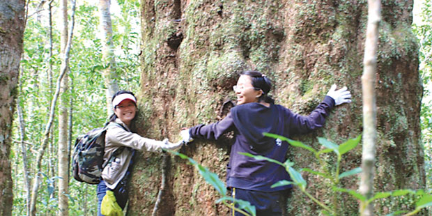 Thông 2 lá dẹt chủ yếu phân bố ở các vùng cao nguyên như Bidoup – Núi Bà, Cổng Trời của Lâm Đồng, Chư Yang Sin ở Đắk Lắk, Hòn Bà thuộc Khánh Hòa và Núi Chúa ở Ninh Thuận. (Ảnh:Thiên nhiên)