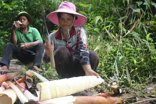 Măng của loại tre này rất ngọt và giòn. Vào mùa mưa bão, măng trở thành món ăn quý giá của dân làng Long Riêu 3.