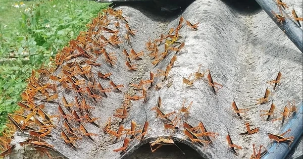 1. Châu chấu tre lưng vàng ở Lạng Sơn: Vào ngày 29/5/2024, hàng vạn con châu chấu tre lưng vàng bất ngờ xuất hiện tại tỉnh Lạng Sơn, Việt Nam gây thiệt hại cho khoảng 1-2 hecta ruộng ngô của người dân xã Thiện Hòa, huyện Bình Gia.