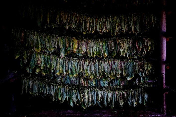 Lá thuốc lá phơi bên trong một nhà kho ở trang trại ở Pinar del Rio. Ảnh Reuters