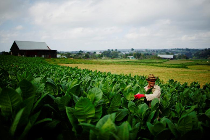 Công nhân Juan Leon (58 tuổi) thu hoạch lá thuốc lá tại nông trại ở tỉnh Pinar del Rio, Cuba. Ảnh Reuters