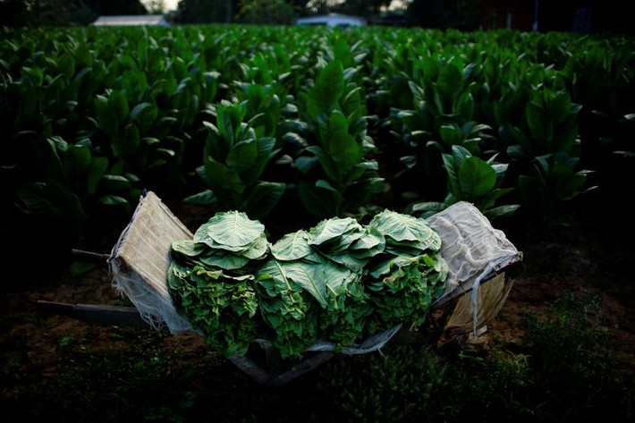 Cánh đồng trồng thuốc lá ở tỉnh Pinar del Rio. Ảnh Reuters