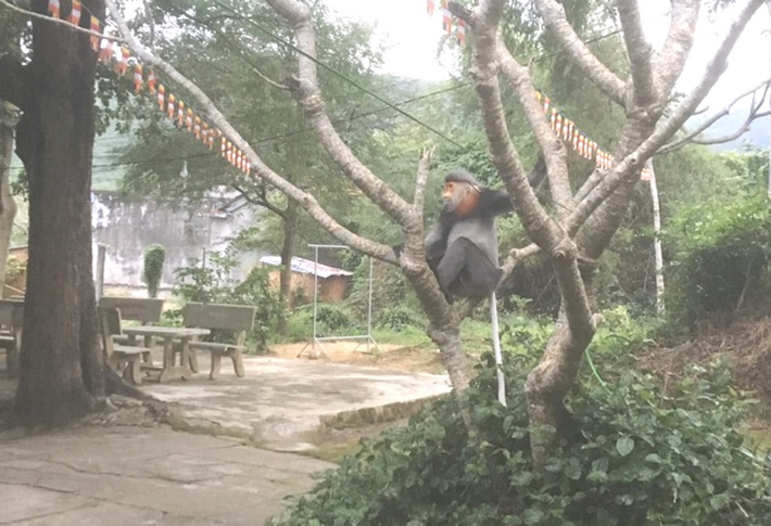 "Tôi và nhiều người dân trong thôn phát hiện 3 con vật nghi là voọc chà vá tại khu vực này từ ngày 20 tháng Chạp âm lịch năm 2022, gồm 2 con lớn và 1 con nhỏ. Sau đó một thời gian chúng không đến nữa. Những ngày gần đây chúng xuất hiện trở lại, nhưng có thời điểm chỉ 1 con, có thời điểm 2 con. Thời gian xuất hiện khoảng từ 9h đến 17h", ông Thành cho biết.
