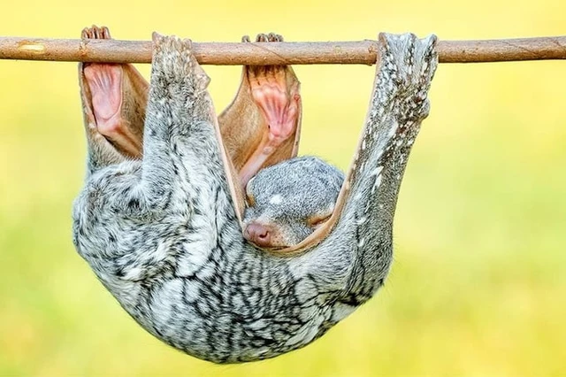 Loài này được bảo vệ bởi pháp luật ở nhiều quốc gia, nhưng vẫn đối mặt với nguy cơ từ săn bắt và mất môi trường sống. Liên minh Bảo tồn Thiên nhiên Quốc tế (IUCN) nhận định chồn bay Sunda dễ bị tổn thương do các tác động này.(Ảnh: Pixabay)