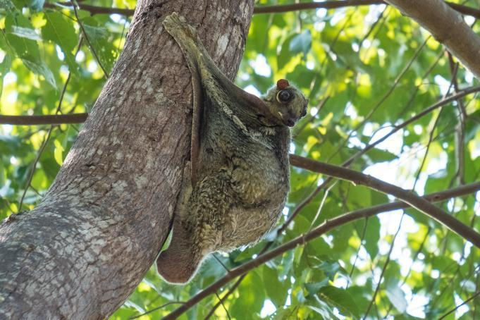 Loài này hoạt động vào ban đêm và khó quan sát trong tự nhiên. (Ảnh: Restorasi Ekosistem Riau)