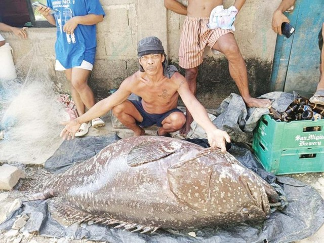 Cá mú khổng lồ (Epinephelus lanceolatus) là loài cá xương lớn nhất được tìm thấy ở các rạn san hô, có thể dài tới 2,7 mét và nặng hơn 400 kg. Chúng sinh sống ở vùng biển nhiệt đới và cận nhiệt đới, là loài ăn thịt với thức ăn là cá nhỏ hơn, giáp xác và thậm chí cả rùa biển non. Con cá được ngư dân Blas Prado bán với giá 110 peso/kg (47 nghìn đồng/kg). (Ảnh: Người đưa tin)
