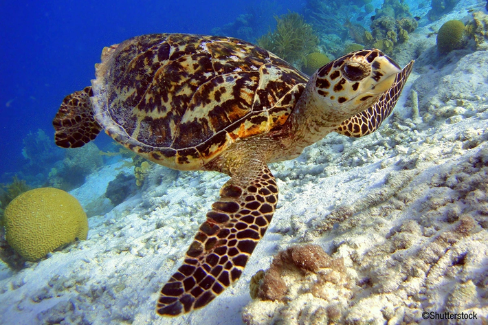 Đồi mồi (tên khoa học: Eretmochelys imbricata) là loài rùa biển thuộc họ Cheloniidae, có kích thước trung bình với chiều dài cơ thể từ 60 đến 90 cm và cân nặng khoảng 50-75 kg. Đặc điểm nổi bật của đồi mồi là lớp vảy gù trên mai, tạo nên vẻ đẹp lấp lánh như vảy cá. Màu sắc của mai thường pha trộn giữa nâu, đen và vàng, giúp chúng ngụy trang hiệu quả trong môi trường sống.(Ảnh: EDGE of Existence)