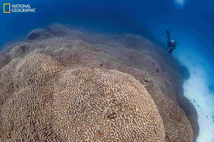 Rạn san hô khổng lồ này thuộc loài Pavona clavus và được phát hiện bởi nhóm nghiên cứu Pristine Seas của National Geographic.(Ảnh: Divernet)