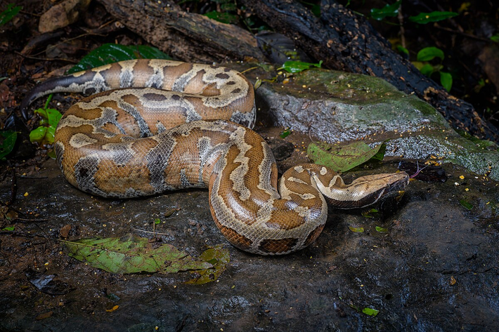 3. Trăn cộc (Python brongersmai): Trăn cộc, hay còn gọi là trăn máu, là loài trăn có kích thước nhỏ hơn so với trăn đất và trăn gấm, với chiều dài trung bình khoảng 1.5-2.5 mét. Tuy nhiên, điều đặc biệt của loài trăn này là màu sắc rực rỡ và hình dáng đặc biệt. Da của trăn cộc có màu nâu đỏ hoặc màu cam, khiến chúng trông rất nổi bật trong môi trường tự nhiên.(Ảnh: Wikipedia)