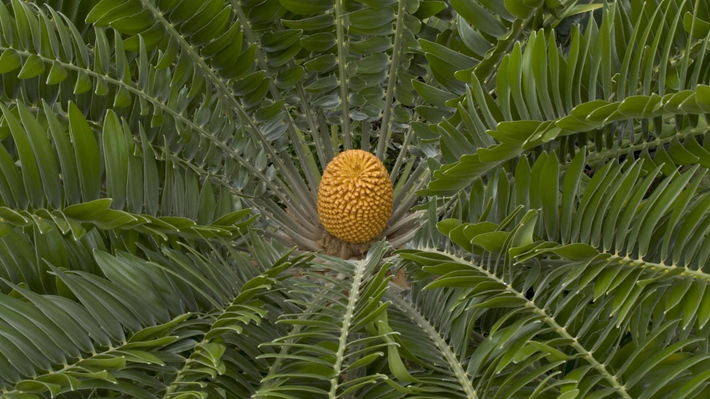 Cây tuế Encephalartos woodii là thực vật hạt trần, sinh sản bằng nón thay vì hoa. Nón đực sản sinh phấn hoa, trong khi nón cái nhận phấn hoa để tạo ra hạt giống. Tuy nhiên, do không có cây cái, Encephalartos woodii không thể sinh sản tự nhiên và vẫn duy trì sự cô độc của mình.(Ảnh: Plants of the World Online)