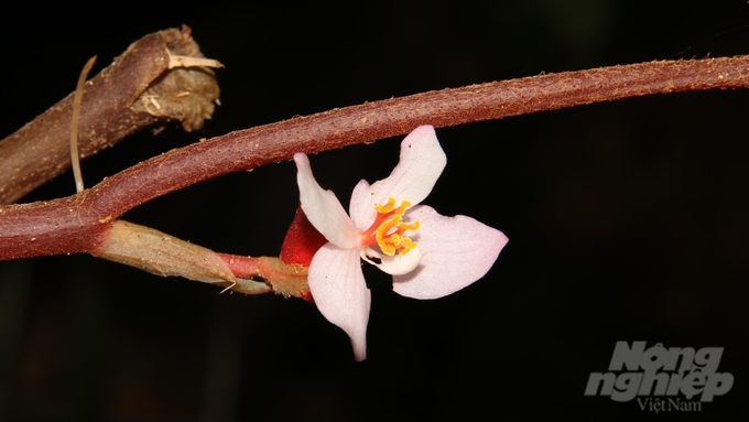 Các nhà khoa học vừa phát hiện một loài cây mới có tên thu hải đường hoa thưa (Begonia laxiflora) tại Khu Bảo tồn thiên nhiên Đakrông, tỉnh Quảng Trị. (Ảnh: Nông nghiệp Việt Nam)