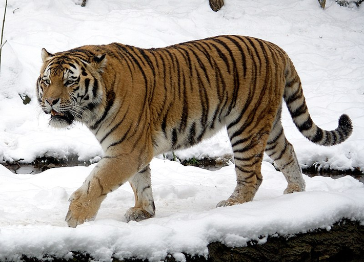 Hổ Siberia, còn được biết đến với tên gọi hổ Amur, nổi bật với kích thước khổng lồ và vẻ uy nghi. Con đực trưởng thành có thể dài tới 3.3 mét (bao gồm cả đuôi) và nặng từ 180 đến 306 kg, trong khi con cái thường nhỏ hơn, nặng khoảng 100 đến 167 kg. Bộ lông dày màu cam vàng với những sọc đen đặc trưng giúp chúng ngụy trang tuyệt vời trong môi trường rừng rậm và tuyết trắng. (Ảnh:wikipedia)