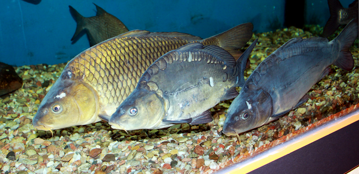 Họ cá chép (Cyprinidae) là một trong những họ cá nước ngọt lớn nhất và phổ biến nhất trên thế giới. Với sự đa dạng sinh học phong phú và vai trò quan trọng trong hệ sinh thái, cá chép đã trở thành một phần không thể thiếu của môi trường nước ngọt ở nhiều quốc gia.(Ảnh: Wikipedia)