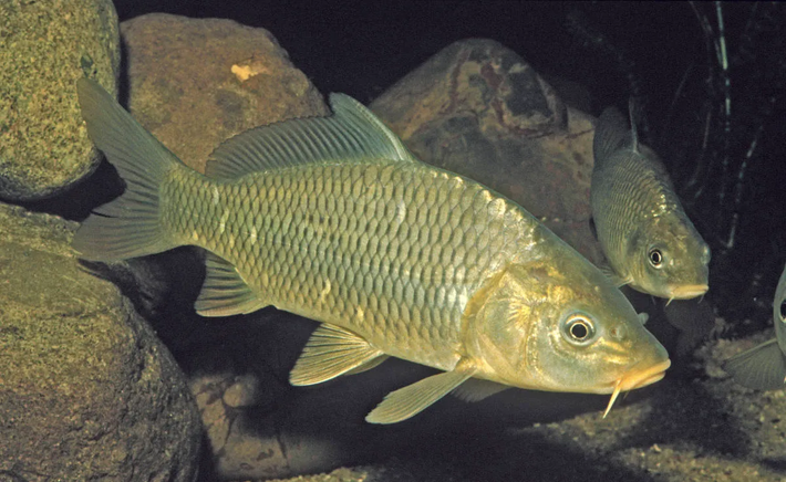 Cá chép thuộc họ Cyprinidae, là những loài cá sống ở nước ngọt, phân bố chủ yếu ở Bắc Mỹ, châu Phi, châu Âu và châu Á. Các loài cá chép thường có thân hình thon dài, vảy lớn và dày, cùng với miệng rộng và răng hàm mạnh mẽ. Một trong những đặc điểm nổi bật của họ cá chép là khả năng thích nghi với nhiều điều kiện môi trường khác nhau, từ ao hồ tĩnh lặng đến các dòng sông chảy xiết.(Ảnh: Darling Basin)