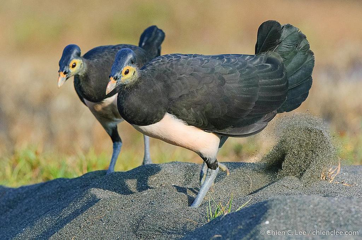Maleo phân bố chủ yếu trên đảo Sulawesi và một số đảo nhỏ lân cận ở Indonesia. Chúng sống trong các khu rừng nhiệt đới, rừng thứ sinh và khu vực ven biển. Các khu vực có cát nóng hoặc gần các nguồn nhiệt tự nhiên là nơi lý tưởng để chúng làm tổ và sinh sản.(Ảnh: BioDiversity4All)