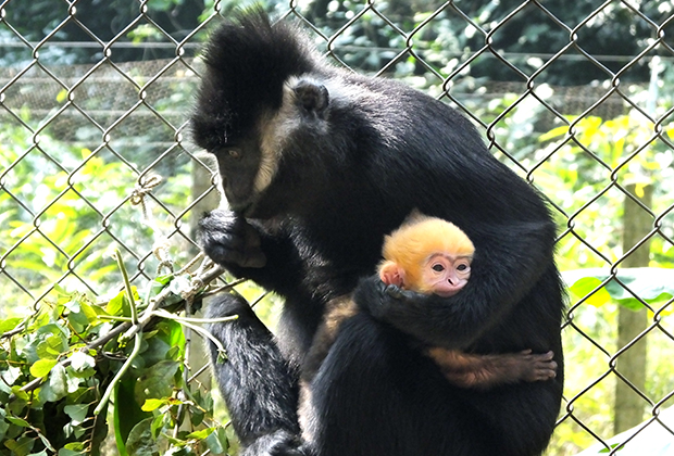 Theo Sách đỏ Việt Nam và Liên minh Bảo tồn Thiên nhiên Quốc tế (IUCN), vọoc đen gáy trắng được xếp vào hạng "cực kỳ nguy cấp". Nguyên nhân chính dẫn đến tình trạng này là do mất môi trường sống, khai thác rừng bừa bãi và săn bắt trái phép. Sự suy giảm nghiêm trọng của các khu rừng nguyên sinh đã làm giảm số lượng cá thể vọoc, đẩy loài này đến bờ vực tuyệt chủng.(Ảnh: Endangered Primate Rescue Center)