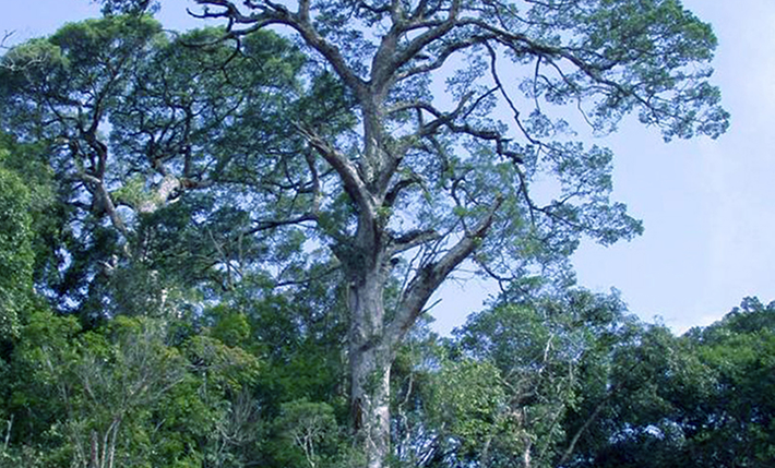 Thông 2 lá dẹt (Pinus krempfii) là một loài cây quý hiếm chỉ duy nhất có ở Việt Nam, sống tại độ cao khoảng 2.000m. (Ảnh: Bảo tàng Lâm Đồng)