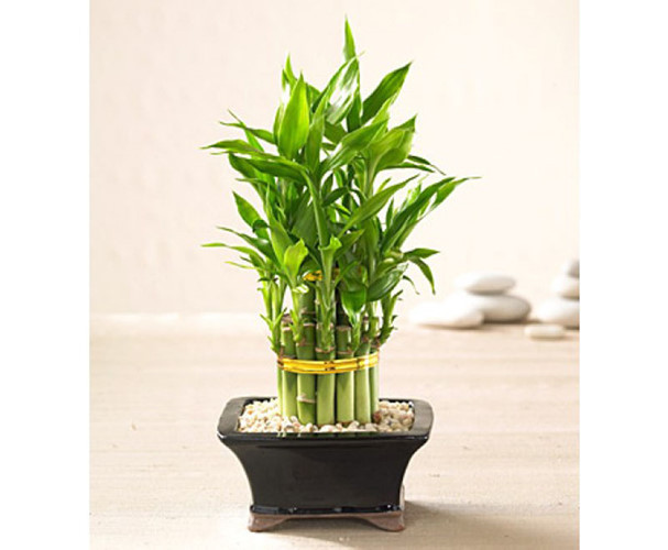 Cây phát tài. Đúng như tên gọi, loài cây này được cho là đem lại may mắn, tài lộc cho năm mới. Ảnh: VOV.