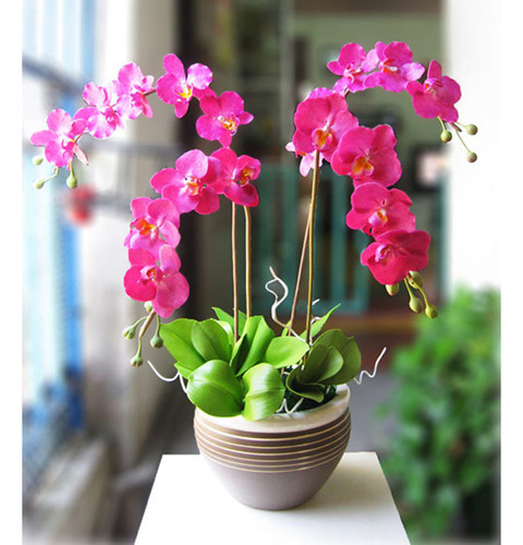 Phong lan đã trở thành biểu tượng của sự sang trọng và tinh tế. Vì lẽ đó, nhiều người tin rằng trưng phong lan trong những ngày Tết sẽ mang đến sự khang thịnh và giàu sang cho gia chủ. Ảnh: VOV.