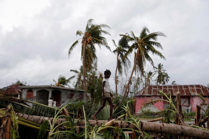 Bé gái đi trên thân cây bị đổ ở Les Cayes.