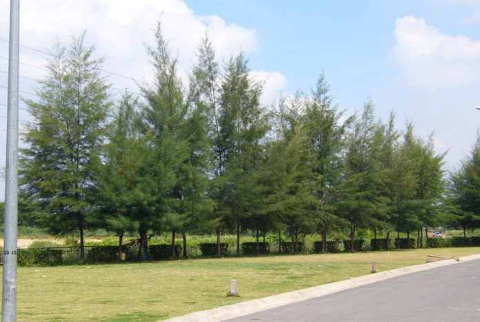 Cây dương. Cây dương có tán lá rất đẹp. Tuy nhiên, dân gian cho rằng đây là loại cây dẫn dụ ma quỷ về nhà nên tuyệt đối không được trồng trước cửa, tránh rước thêm xui xẻo cho gia chủ.
