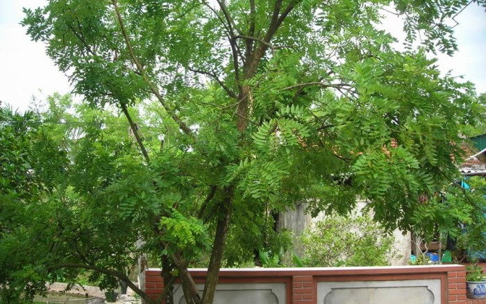 Một số lưu ý khác khi trồng cây trước cửa nhà. Ngoài 5 loại cây nêu trên, khi trồng cây trước cửa nhà, bạn cần tránh chọn những loại cây có tán quá rộng; không trồng quá nhiều cây ở trước cửa. Đặc biệt, không trồng đơn độc một cây. Để cây sinh trưởng và phát triển tốt, không nên trồng cây ở hướng Tây, Tây Nam. Không chọn những loại cây tính âm như họ quyết, cát đằng. * Thông tin mang tính chất tham khảo, chiêm nghiệm.