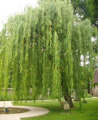 Cây liễu. Trong tiếng Hán, từ "liễu" phát âm nghe gần giống từ "lưu", tức là chảy đi hết, đổ hết. Vì vậy, trồng cây này trước cửa sẽ khiến gia chủ gặp nhiều xui xẻo, tài sản trong nhà sẽ đổ hết xuống sông xuống biển.